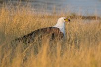 African Fish Eagle (Pycargue vocifère) Chobe River