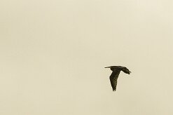 aigrette_des_récifs_01 null