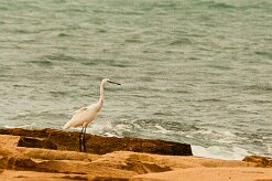 aigrette_des_récifs_02 null
