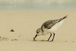 becasseau_sanderling_07 null