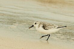 becasseau_sanderling_08 null