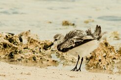 becasseau_sanderling_09 null