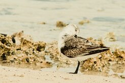 becasseau_sanderling_10 null