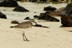 becasseau_sanderling_11 null