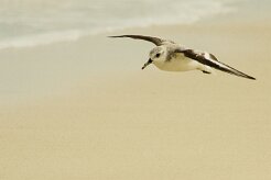 becasseau_sanderling_12 null