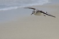 becasseau_sanderling_12-2