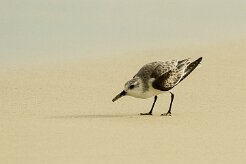 becasseau_sanderling_13 null