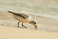 becasseau_sanderling_14 null