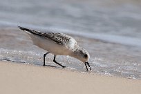 becasseau_sanderling_14-2