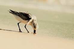 becasseau_sanderling_15 null