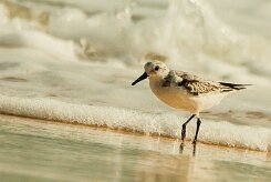 becasseau_sanderling_16 null