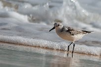 becasseau_sanderling_16-2