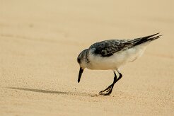 becasseau_sanderling_17 null