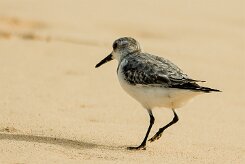 becasseau_sanderling_18 null