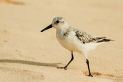 becasseau_sanderling_19 null