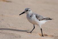 becasseau_sanderling_19-2