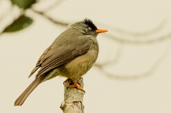 Bulbul de Bourbon_7731-2 null