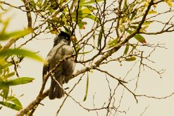 Bulbul de Bourbon_7736-2 null