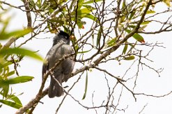 Bulbul de Bourbon La Réunion