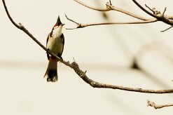 Bulbul orphée_7218-2 null