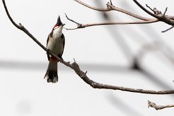 Bulbul orphée La Réunion