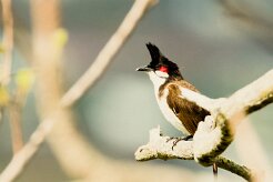 Bulbul orphée_7220-2 null