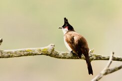 Bulbul orphée_7222-2 null
