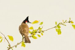 Bulbul orphée_7231-2 null