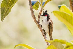 Bulbul orphée_7342-2 null
