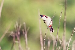 Bulbul orphée_7396-2 null
