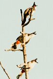 Bulbul orphée_7517-2 null