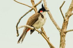 Bulbul orphée_7600-2 null