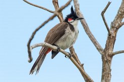 Bulbul orphée La Réunion