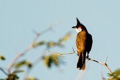 Bulbul orphée_7777-2 null