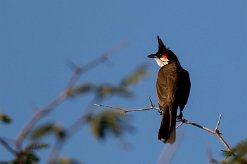 Bulbul orphée La Réunion