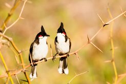 Bulbul orphée_7791-2 null