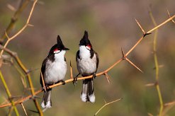 Bulbul orphée La Réunion