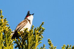 Bulbul orphée_8066-2 null