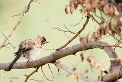bulbul_des_jardins_16 null