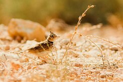 cochevis_huppe_09 null