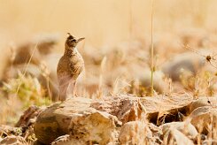 cochevis_huppe_11 null