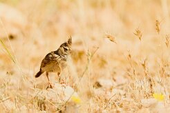 cochevis_huppe_12 null