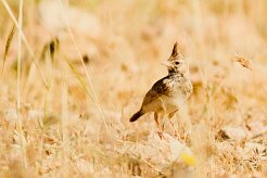 cochevis_huppe_13 null