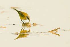 bergeronnette_printaniere_iberiae_03 null