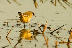 bergeronnette_printaniere_iberiae_05 null