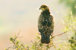 busard_des_roseaux_34 null