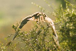 busard_des_roseaux_35 null