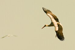 cigogne_blanche_10 null