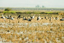 cigognes_ibis_heron_aigrette_01-4 null