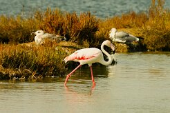flamand_rose_08 null